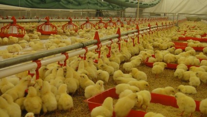 畜牧獸醫(yī)高職教育中的畜牧漁業(yè)飼料銷售 機(jī)遇、挑戰(zhàn)與人才培養(yǎng)路徑